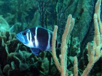 Indigo Hamlet Sea Bass